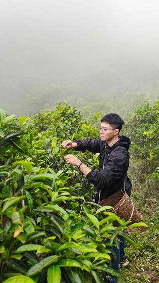 Hái chè trên đồi sương sớm